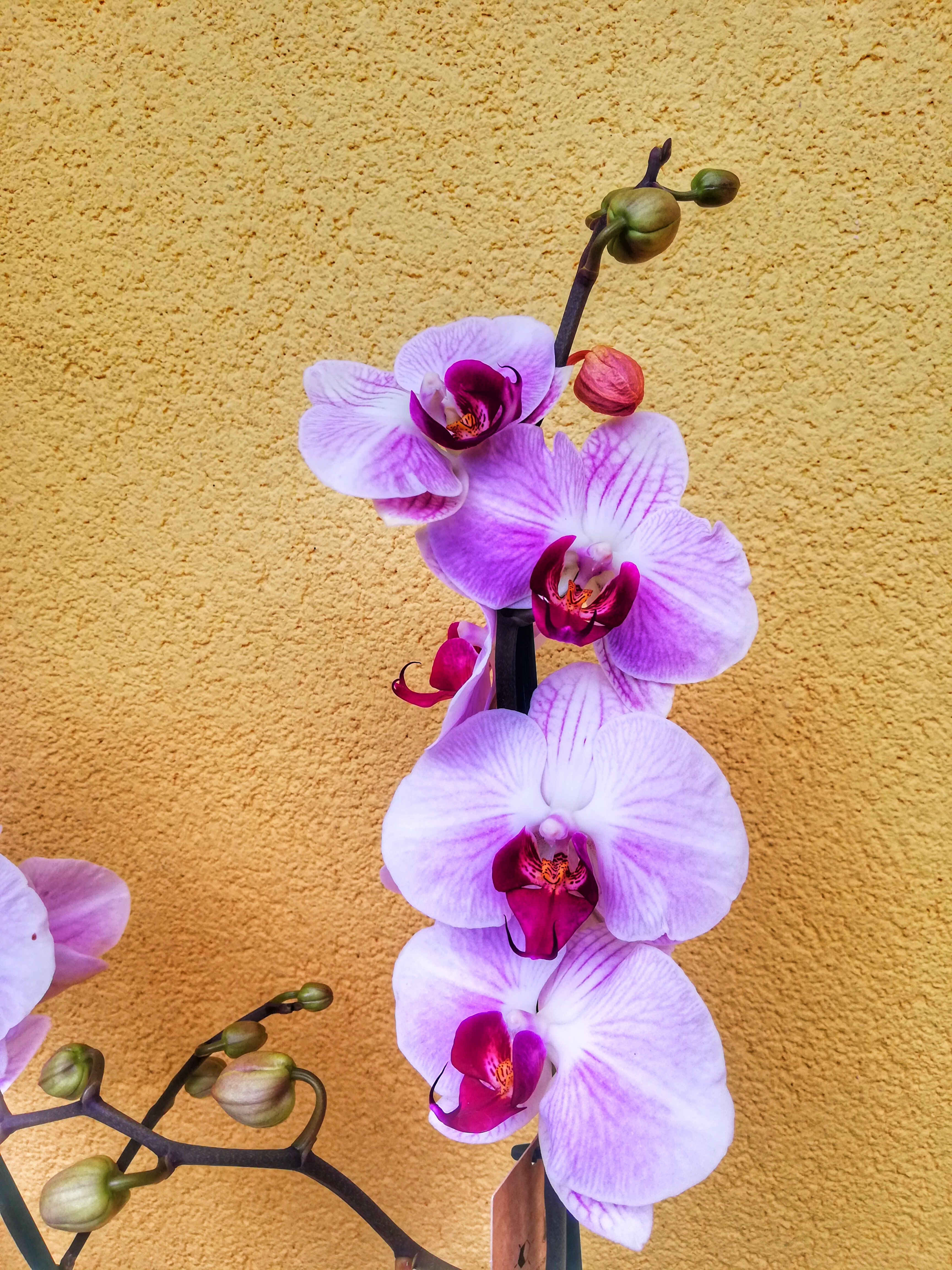 Phalaenopsis Orchiedea Fioreria Bruseghini Besenello Trento3